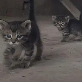 котята