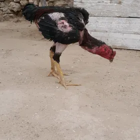 Taşkent.