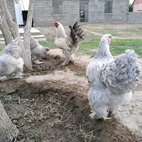 BRAMA IZABEL YUMURTGA