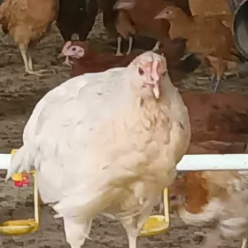 Ак мэки