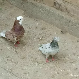 kepderi