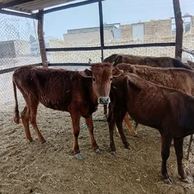 guljun