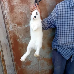 Towşanlar