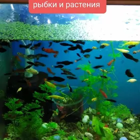 рыбки