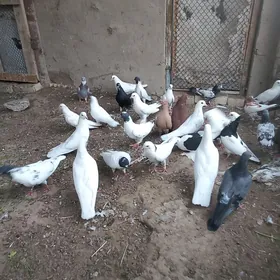 kepderi