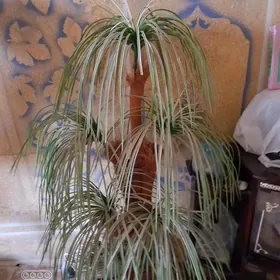 palman