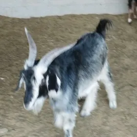 dog erkec
