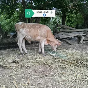 Simmental okuz