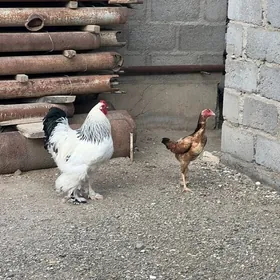 brama