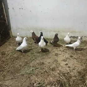kepderi