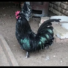 horaz