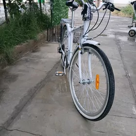tigir yaponski 24