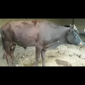 Ôkúz
