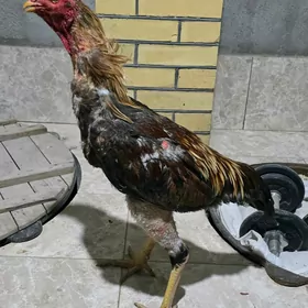 Baysow horaz