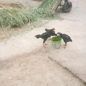 baysow