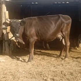sygyr