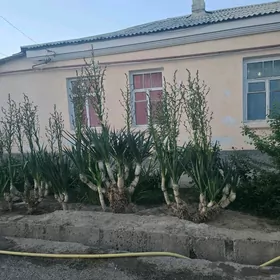 плановый дом plan jaý центр