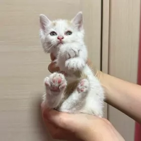 котенок-мальчик