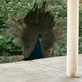 tawus