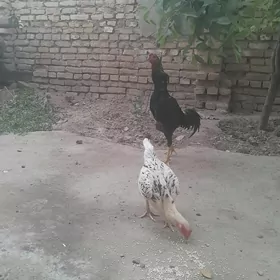 Baýsowy Horaz We Towuk