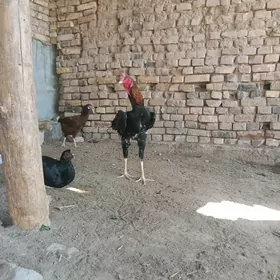 tasgent horaz