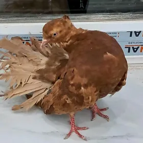 kepderi