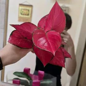 Аглаонема