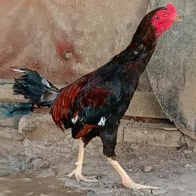 Horoz