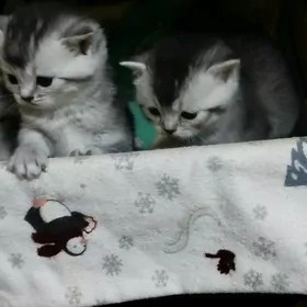 шотландские котята