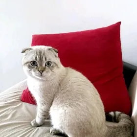 Скоттиш-фолд