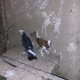 kepderi