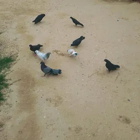 kepderi