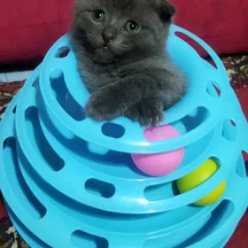 котята