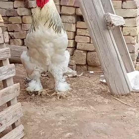 брама