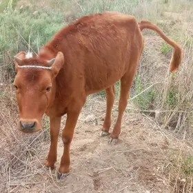 Gacar tana yitdi