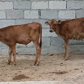 okuz tuwe