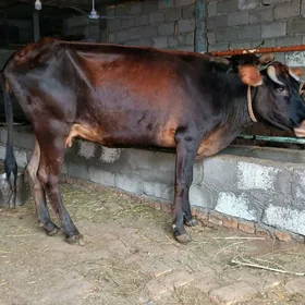 SYGYR BOGOZ