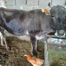 semiz sygyr