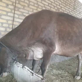 gòleli sygyr