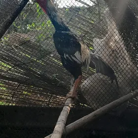 horaz