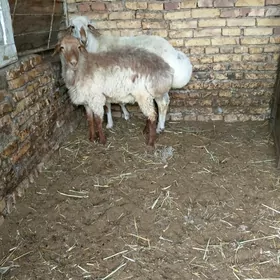 goçkar
