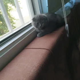 висилаухи кошка