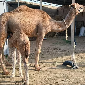 Köşekli düýe, gysyr düýe