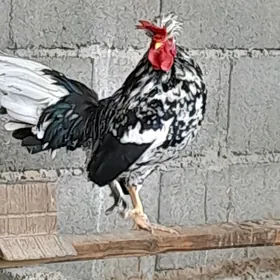 towuk karlik horaz