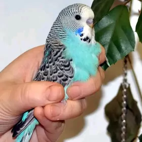 popugay oy guslary