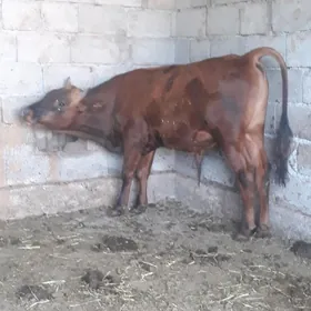 ÖKÜZ