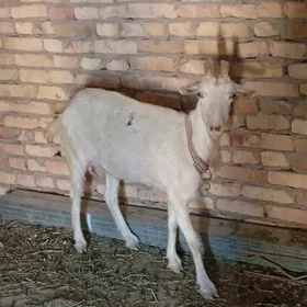 zanen ırkı sütli geçi