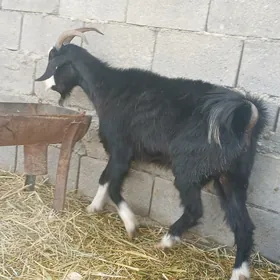 geçi dog