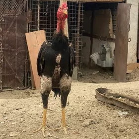 horaz