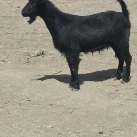 Bakylan dog